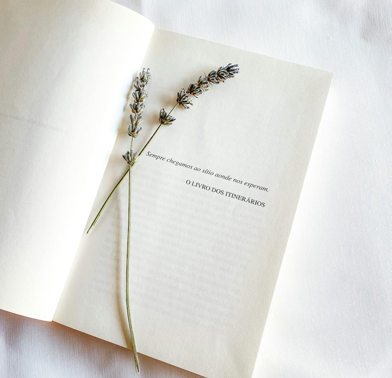 dried flowers on a book page